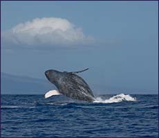 Watch the whales right from your oceanfront condo on the 9th floor of Maui Kai Resort West Kaanapali Beach Front vacation rental by owner.