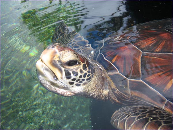 Green sea turtle, Maui beachfront vacation rental at Maui Kai.