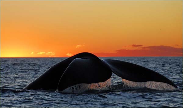 Whale watching South Maui