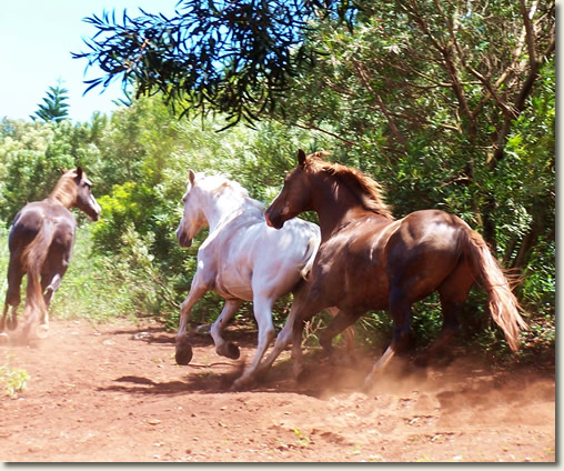 Welcome to Ironwood Ranch!