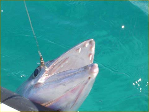 Fishing in the Bahamas private vacation rental by owner